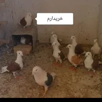 فروش پشتی پلاکی