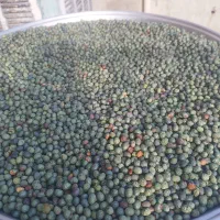 گنوشک ونوشک پسته کوهی ملکشاهی 230