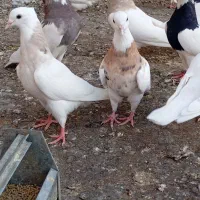 کبوتر طوقی نرو ماده|پرنده|جوانرود, |دیوار