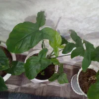 سلام گل های زیبا