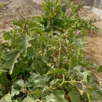 زمین-2000متری