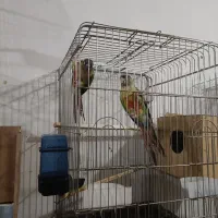 دو جفت گرینچک مولد تست دار