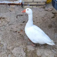 غاز|حیوانات مزرعه|کارون, |دیوار