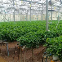 گلخانه صنعتی ۵۰۰۰ متر با همه تجهیزات|فروش دفتر صنعتی، کشاورزی، تجاری|قزوین, |دیوار