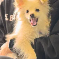 سگ پامرین خرسی عروسکی