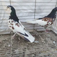 کبوتر افشون.اصفهانی.کله سیاه.