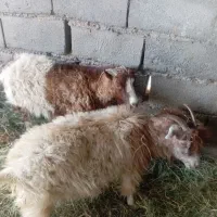 گوسفند اوست