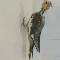 جوجه عروس هلندی|پرنده|شیراز, کوشک میدان|دیوار