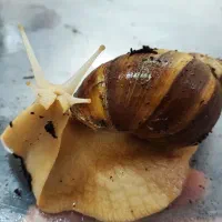 حلزون رایگان