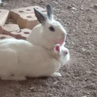 دوتا خرگوش زبل زیبا قیمت دوتاش 500|موش و خرگوش|سراب, |دیوار