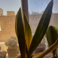 گل سانسوریا