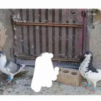 یال شهری گلدار جنگی|پرنده|شیراز, ترمینال باربری|دیوار