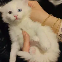 گربه بریتیش|گربه|ارومیه, |دیوار