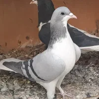 بدرنگ ماده|پرنده|قزوین, |دیوار