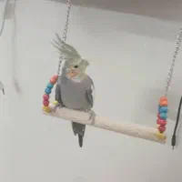 گمشده