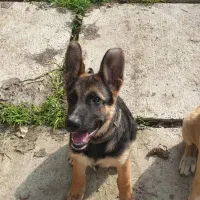 توله ژرمن|سگ|کوچصفهان, |دیوار