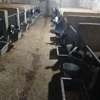 کارگر گاوداری اشنابه کار