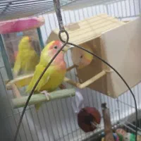 فروش یا(مایل به معاوضه باطوطی خورشیدی یاملنگو)