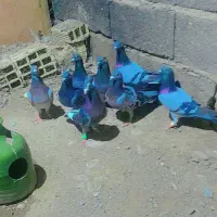 پلاکی نر