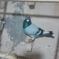 کفتر‌پرشی