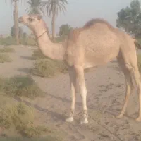 هاشی نر|حیوانات مزرعه|جازموریان, |دیوار