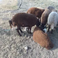 فروش گوسفند نر و ماده جفتی حدودا ۶۰ کیلو