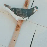 ساده قهوه ماده