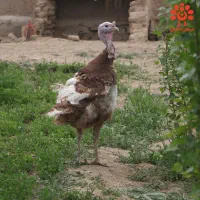 بوقلمون ماده بالغ