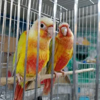 جوجه گرینچیک هدیه