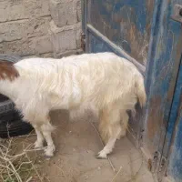 دو عدد بز|حیوانات مزرعه|ایرانشهر, |دیوار