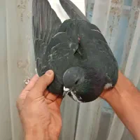 خوشرنگ