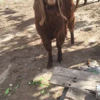 بزغاله|حیوانات مزرعه|سبزوار, قصبه غربی|دیوار