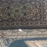 بوقلمون گوشتی