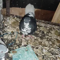 کبوتر خوشرنگ ماده|پرنده|دهدشت, |دیوار