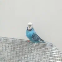 یک جفت مرغ عشق