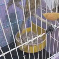 قناری|پرنده|مسجد سلیمان, |دیوار