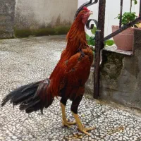 جوجه خروس لاری افغان