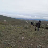 سگ گله دو رگه