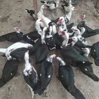فروش اردک روسی