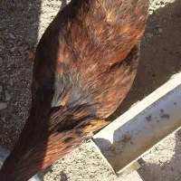 4عدد خروس|حیوانات مزرعه|سرپل ذهاب, |دیوار