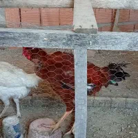 خروس لاری اصیل یک سال