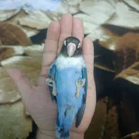 معاوضه