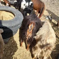 پنج تا بز چاق و سرحال|حیوانات مزرعه|کهنوج, |دیوار