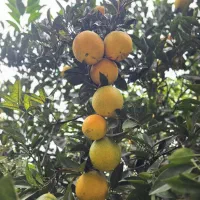 پرتقال تامسون تنکابن-عباس‌آباد