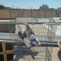 کبوتر|پرنده|قم, دروازه چوبی|دیوار