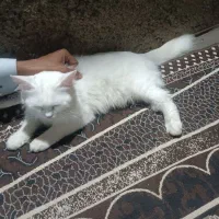 گربه پشمی چشم دو رنگ|گربه|چابهار, |دیوار