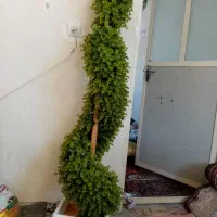 گلدان مصنویی|گل مصنوعی|دزفول, |دیوار