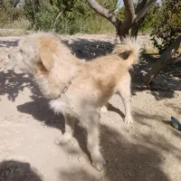 پاپی پاکوتاه|سگ|رباط‌کریم, کیکاور|دیوار