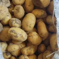 سیب زمینی اگریا بذری ۴۰۳