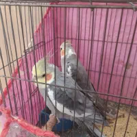 دوتا عروس. سخنگو